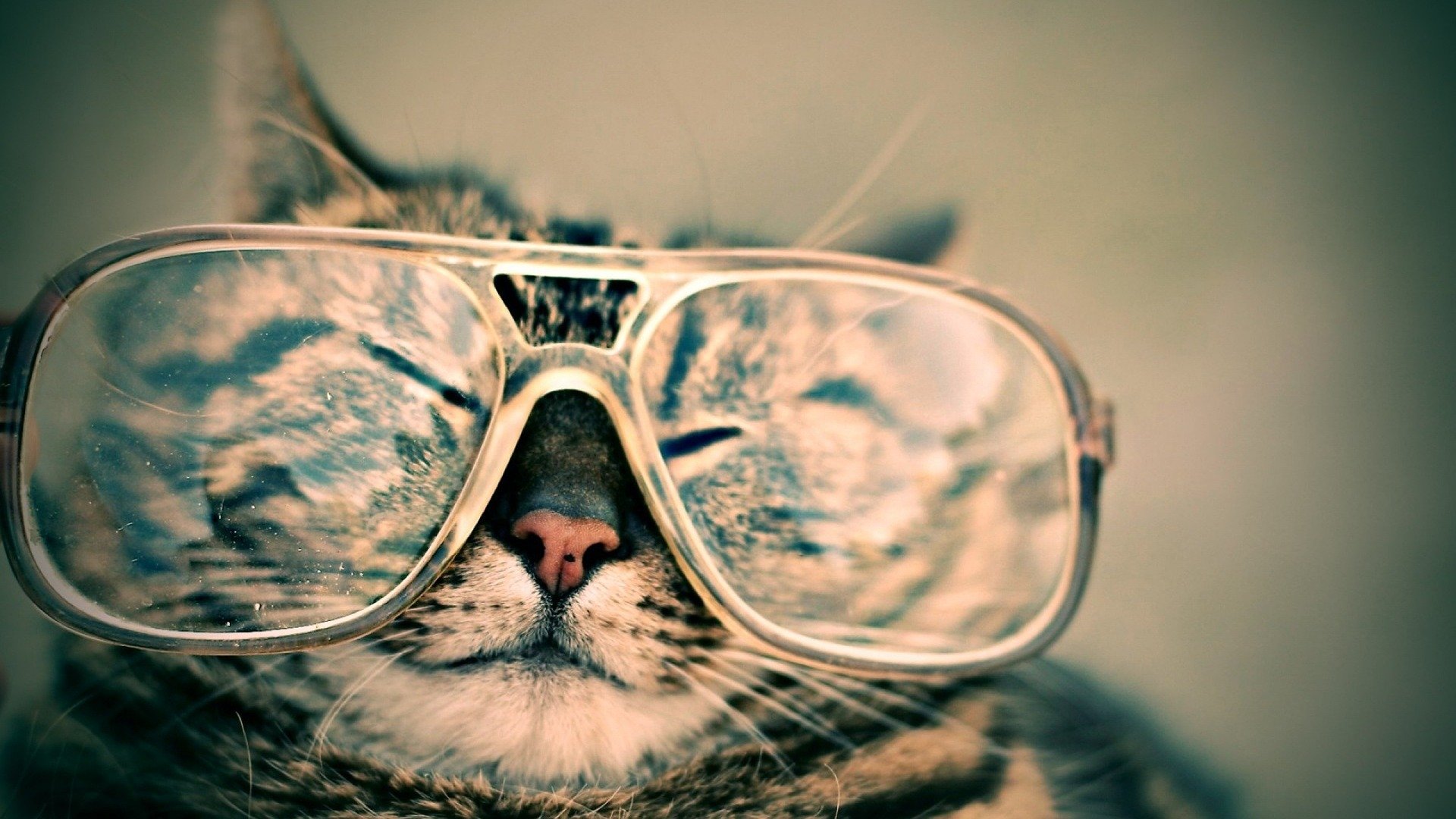 grey tabby cat with glasses